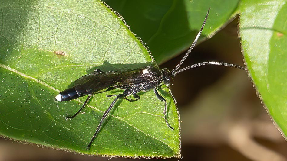 Vulgichneumon brevicinctor.jpg